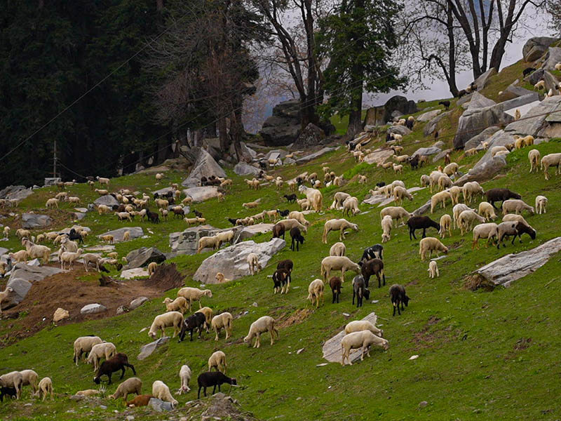 Himachal Pradesh-Hamta.jpg